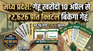 मध्य प्रदेश: गेहूं खरीदी 10 अप्रैल से, ₹2,626 प्रति क्विंटल बिकेगा गेहूं