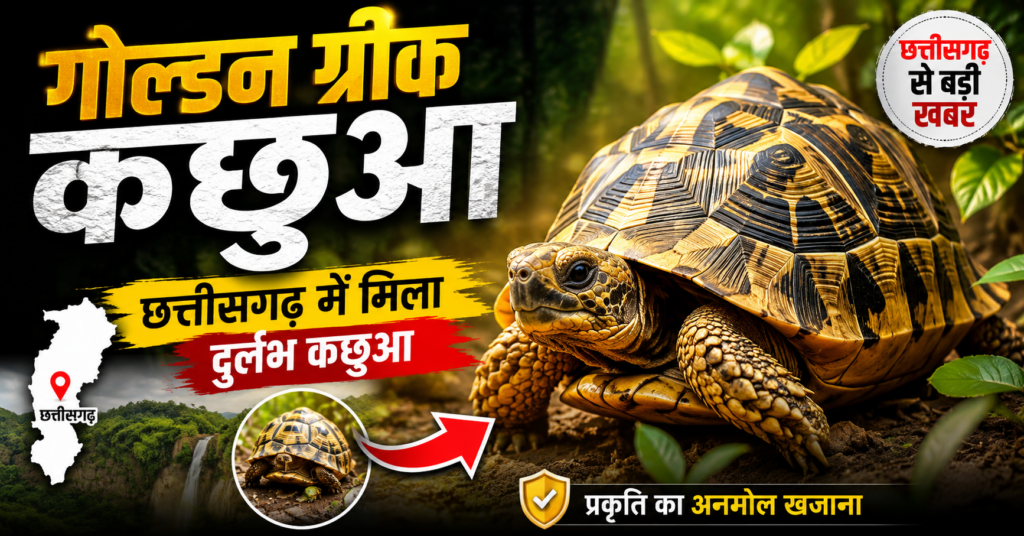 Golden Greek Tortoise का बिलासपुर में वन विभाग द्वारा रेस्क्यू