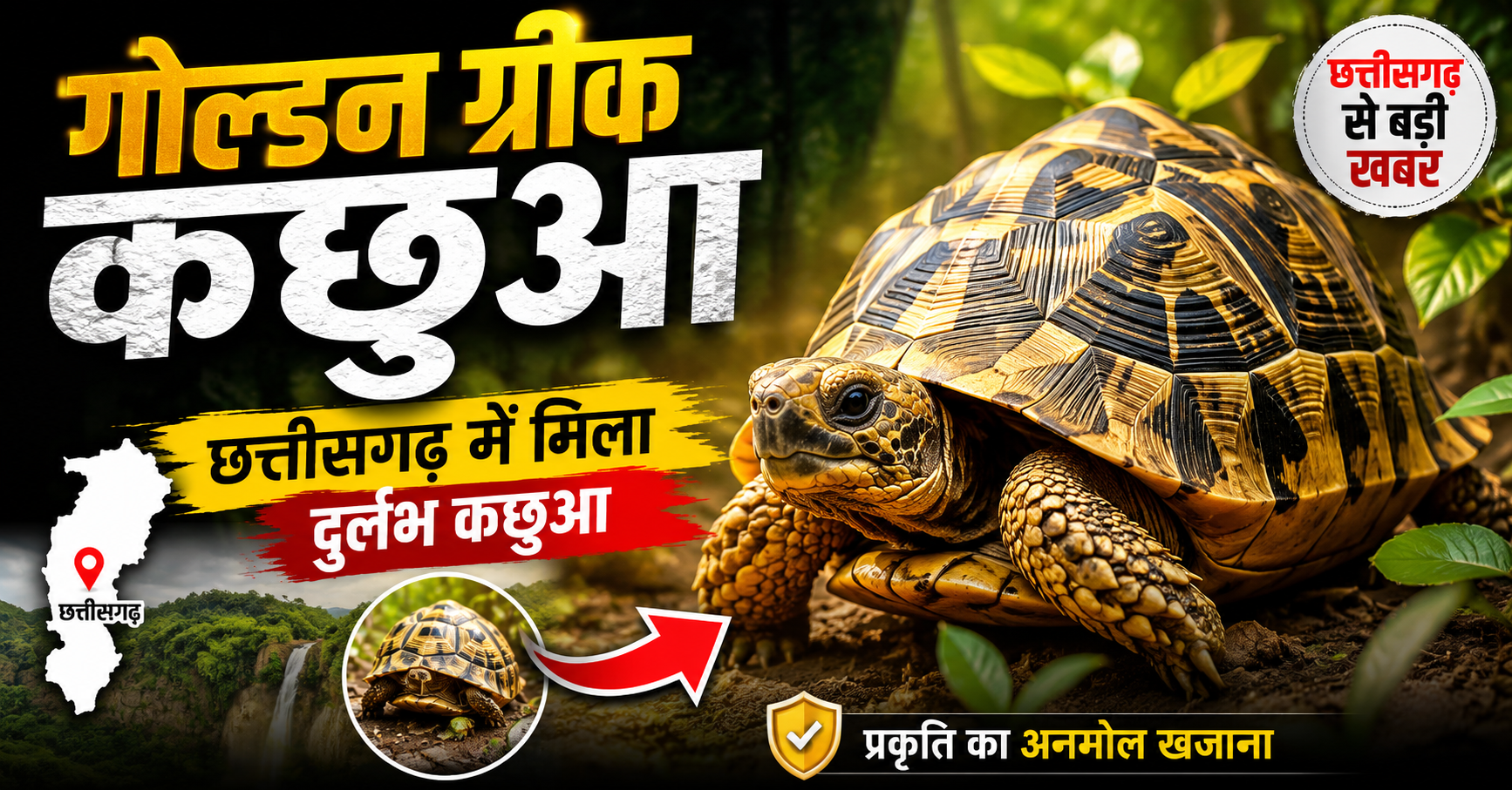 Golden Greek Tortoise का बिलासपुर में वन विभाग द्वारा रेस्क्यू
